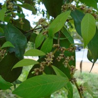 Cleistanthus pallidus (Thwaites) Müll.Arg.